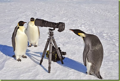 Emperor Penguins with Camera1328396672